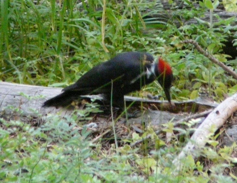 P1200054.jpg